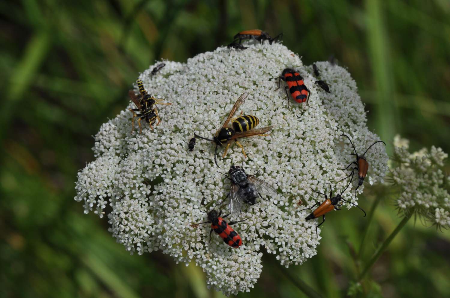 Biodiversität: Blüte mit verschiedenen Insekten, u.a. Buntkäfer Trichodes alvearius und Bockkäfer Stictoleptura fulva, Fliege, Wespen und Stachelblattkäfer