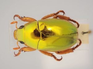 Golden Christmas Beetle (Anoplognathus aureus), mit 12-16 mm einer der kleinsten Christmas Beetles, der Käfer wurde 1961 vom EVB-Mitglied Leo Feller ausserhalb von Sidney gefunden