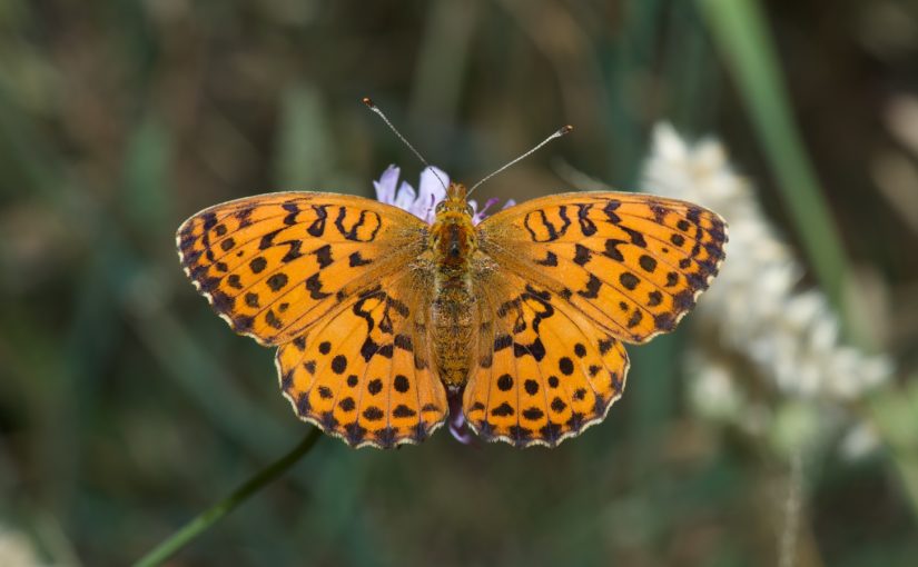 Schmetterlinge und der Klimawandel