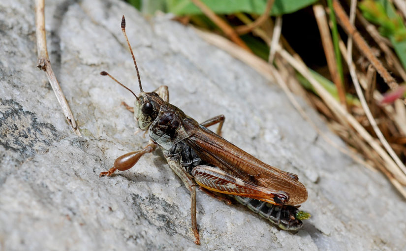 Heuschrecke, alpine Insekten, Schweiz, CC BY-SA-4.0 Daniel Roesti, Wasen i.E., Switzerland