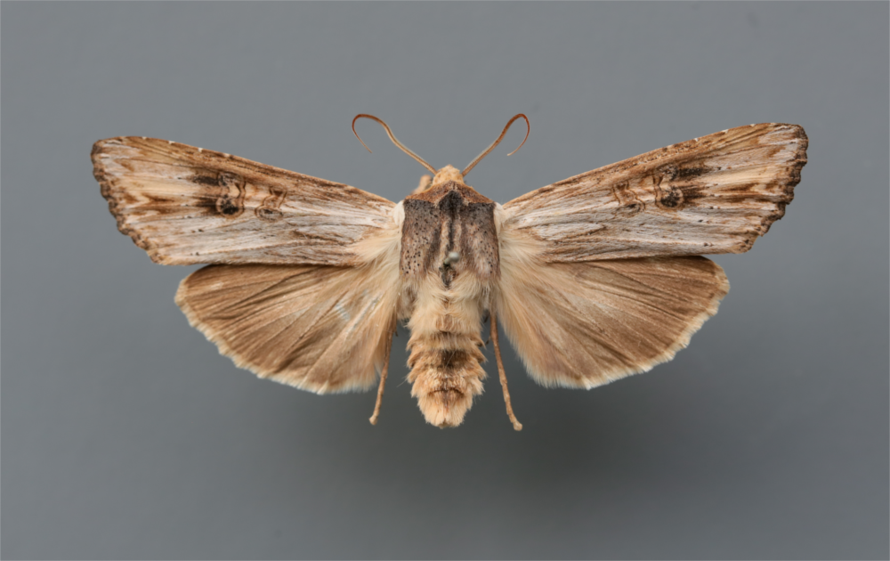 Digitalisieren von Sammlungen Insekten, Exemplar von Xylema exsoleta, Graue Moderholzeule