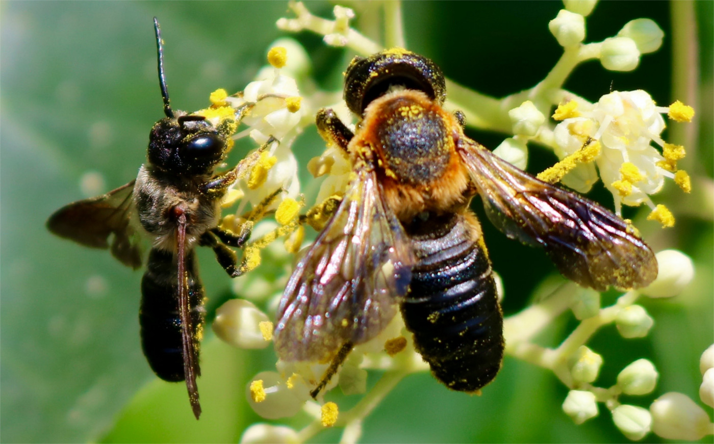 Die Asiatische Mörtelbiene Megachile sculpturalis, CH TI Minusio CC BY-SA 4.0 Frederike Rickenbach, Zürich, Schweiz