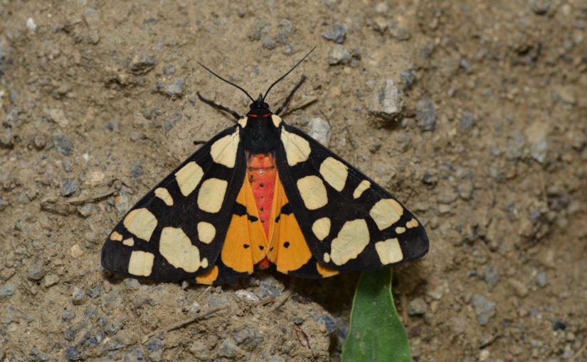 Schmetterlings-Expedition in den Iran, Schwarzer Bär (Arctia villica), CC BY-NC-SA 4.0 Martin Albrecht