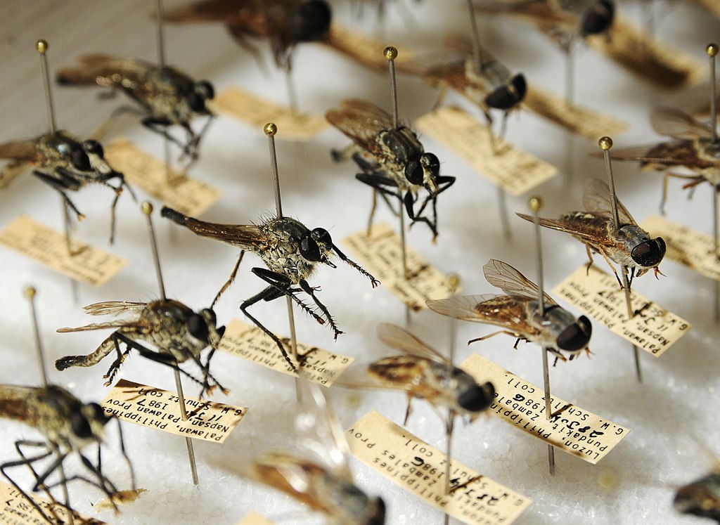Fliegen, entomologische Sammlungen der US Navy Division Joint Base Pearl Harbor-Hickam (NEPMU) 6, public domain
