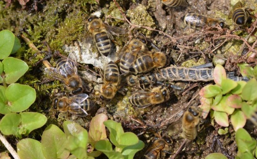 Bienenvölker in Naturschutzgebieten des Kantons Bern: Merkblatt des ANF
