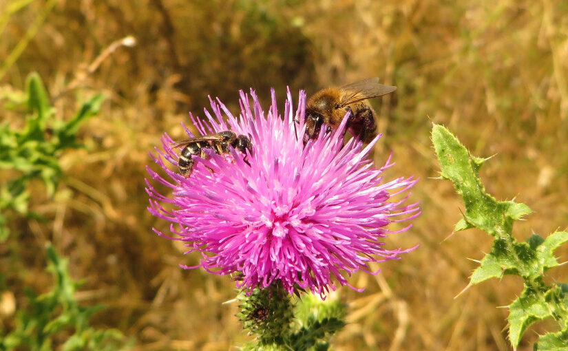 Honigbiene (Apis mellifera) und Einfache Furchenbiene (Halictus simplex), Wildbienen, gemeinsam auf einer Wegdistel (Carduus acanthoides), 2019 in Wien. CC BY-SA 4.0 Sophie Kratschmer, Wien.