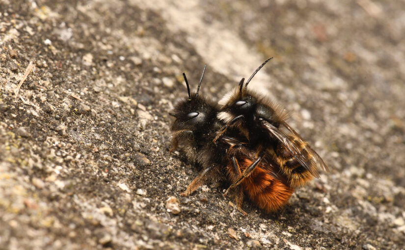 Schweizer Wildbienen von Honigbienen bedroht Gehörnte Mauerbiene m und w im Garten von Felix Amiet Solothurn CC BY-SA 4.0 Bähram Alagheband