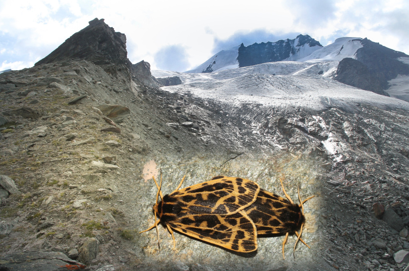 Gebirgs-Schmetterlinge Alpine Kleinschmetterlinge Matterhorn-Bärenspinner Chelis cervini CC BY-SA 4.0 Jürg Schmid Ilanz Schweiz